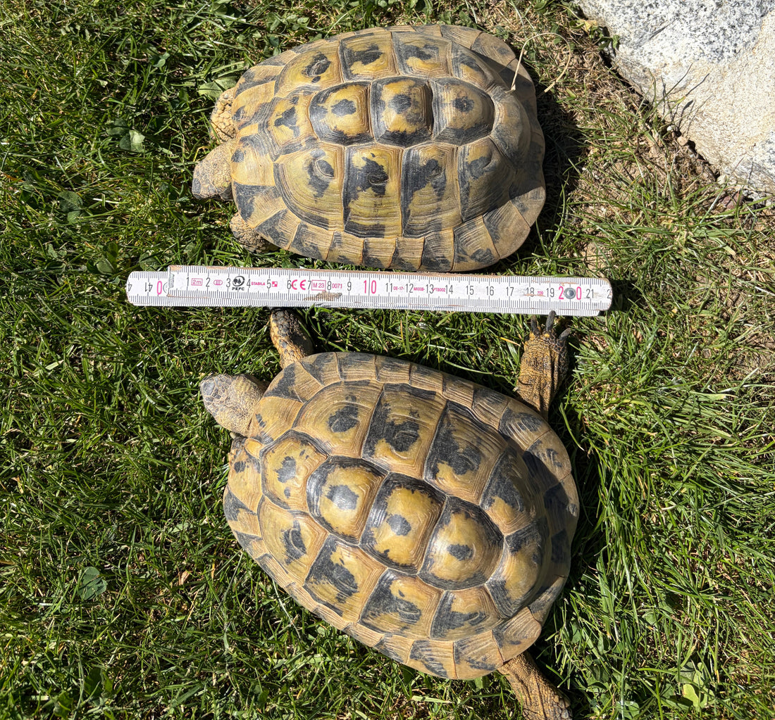 Griechische Landschildkröten Hans und Franz