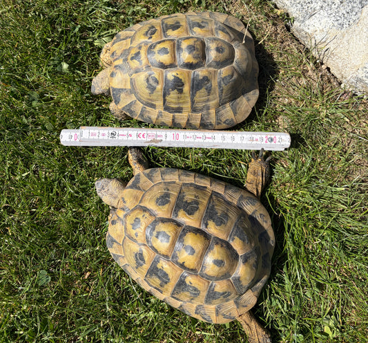Griechische Landschildkröten Hans und Franz