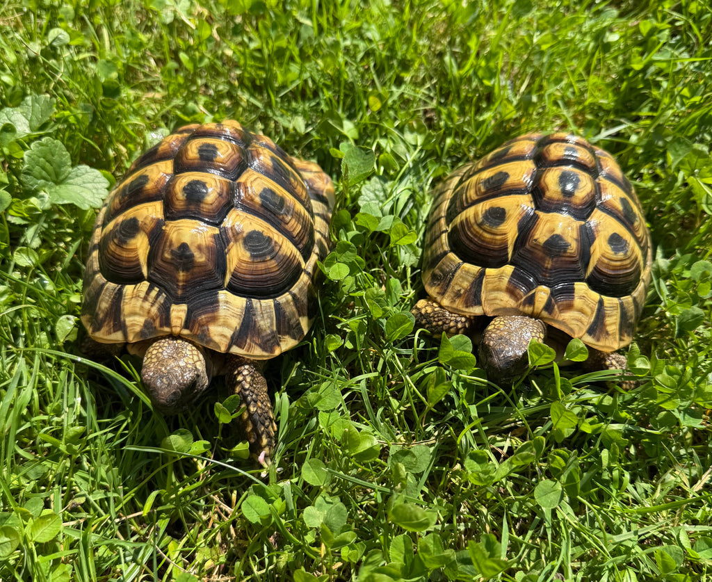 Griechische Landschildkröten
