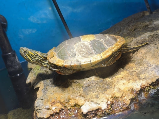 Chrysemys picta bellii