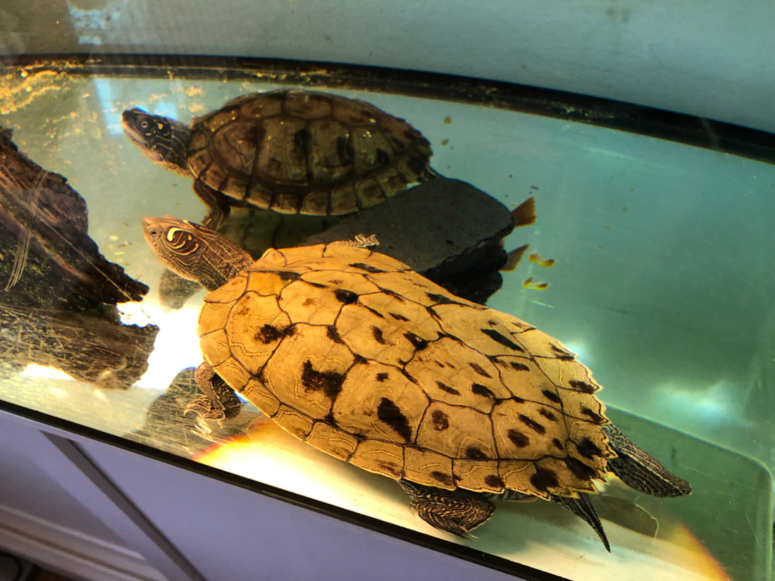 2 Wasserschildkröten suchen ein neues Zuhause