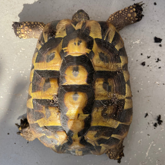 2 griechische Landschildkröten  NZ 2015 zu verkaufen
