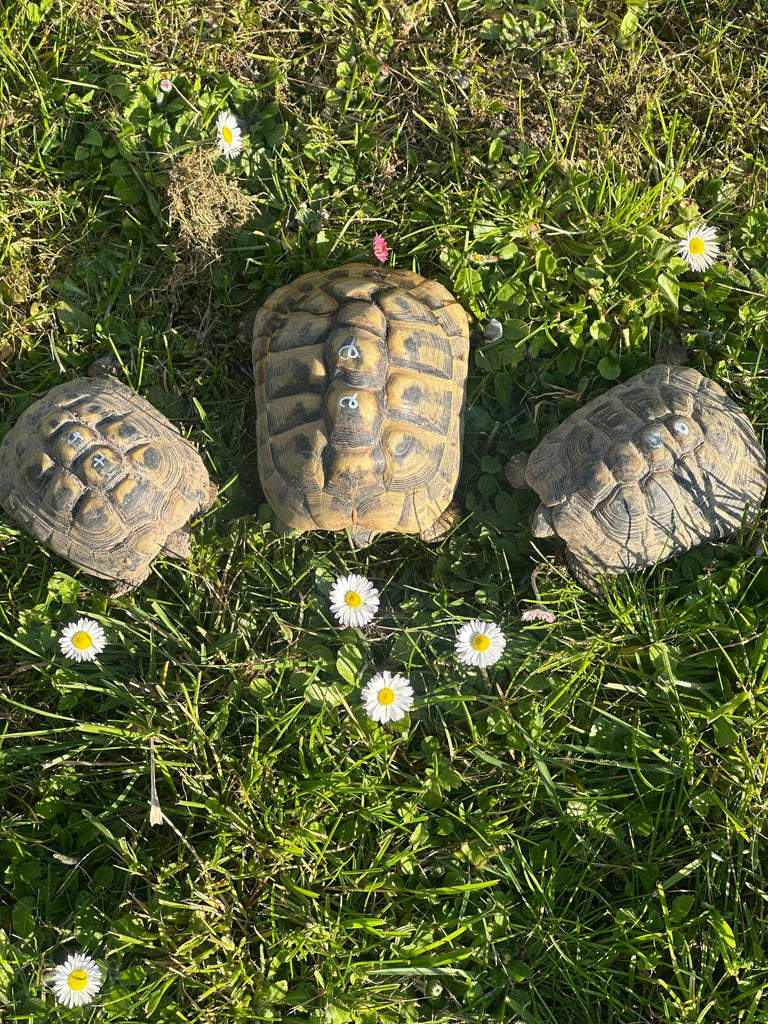 Griechische Landschildkröten