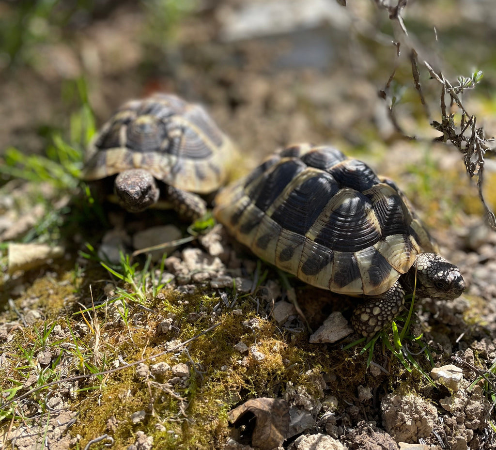 Griechische Landschildkröten NZ 2018 und 2020 zu verkaufen
