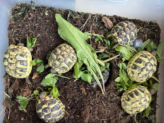 Griechische Landschildkröten NZ 2025 zu verkaufen Verkauf