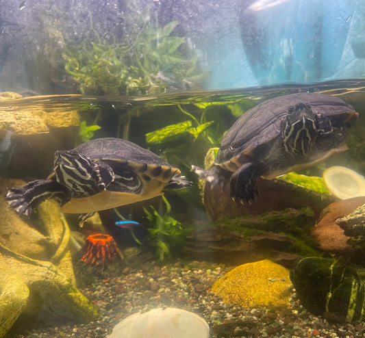 Alabama Rotbauch Schmuckschildkröte