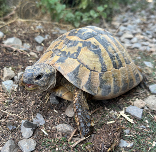 Griechische Landschildkröten aus Hobbyzucht NZ 2023 und 2024 und ein altes Männchen