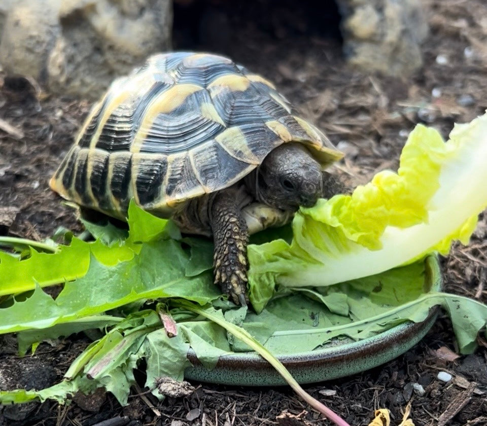 Griechische Landschildkröte
