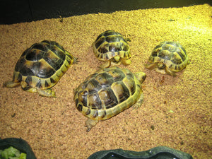 Maurische Landschildkröten