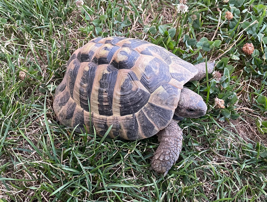 Männliche griechische Landschildkröten zu verkaufen
