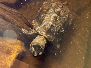 2 Wasserschildkröten abzugeben