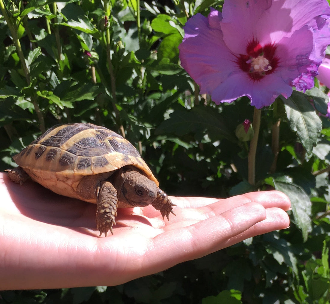 Griechische Landschildkröten, Nachzuchten, THB
