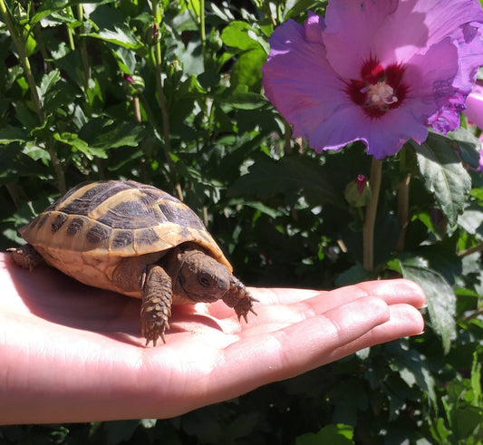 Griechische Landschildkröten, Nachzuchten, THB