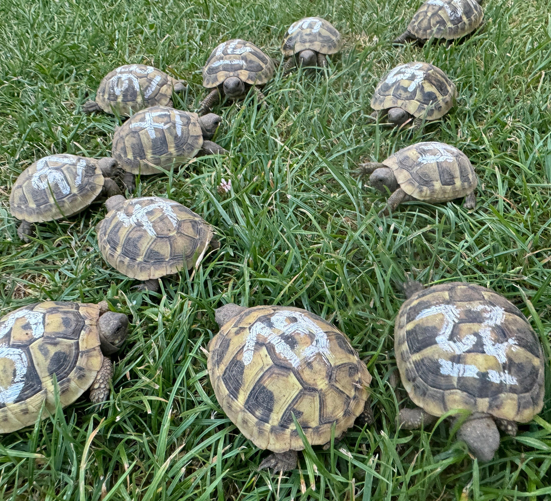 Griechische Landschildkröten NZ 2024