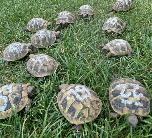 Griechische Landschildkröten NZ 2024