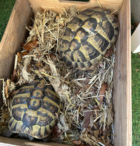 Griechische Landschildkröten zu verkaufen