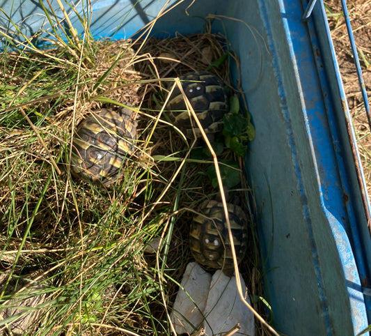 Griechische Landschildkröten NZ 2025 zu verkaufen