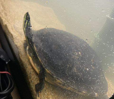 Wasserschildkröte