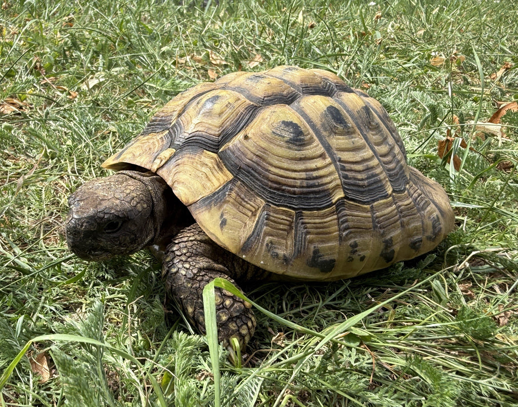 Griechische Landschildkröten abzugeben 2011