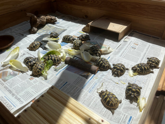 Griechische Landschildkröten NZ 2025 in gute Hände abzugeben