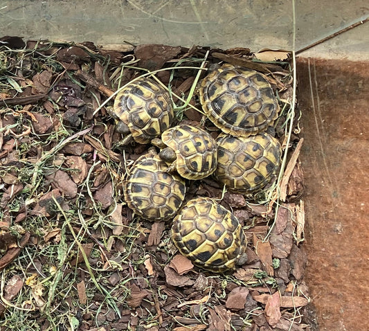 Griechische Landschildkröten NZ 2025 zu verkaufen