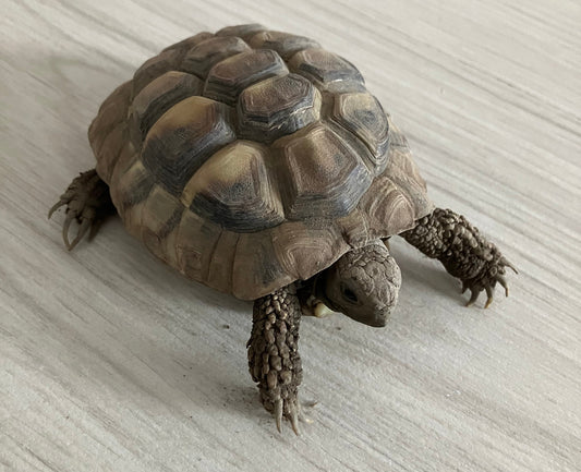 Griechische Landschildkröte zu verkaufen