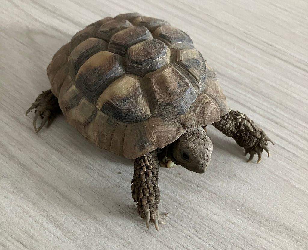 Griechische Landschildkröte zu verkaufen