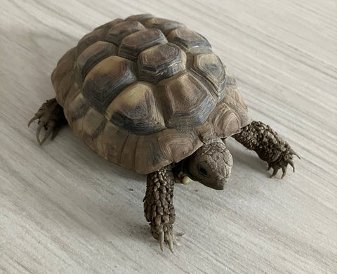 Griechische Landschildkröte zu verkaufen
