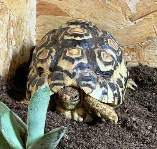 Zwei Pantherschildkröten in liebevolle Hände abzugeben!