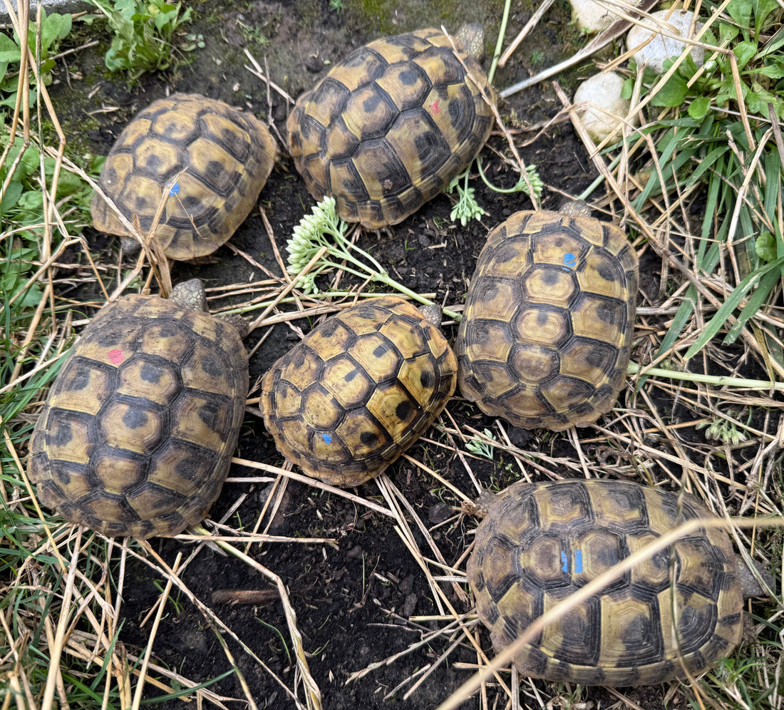 Griechische Landschildkröten zu verkaufen - NZ 2023 und 2024