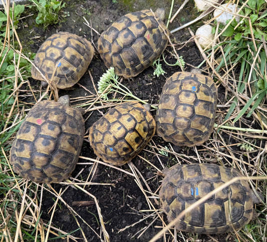 Griechische Landschildkröten zu verkaufen - NZ 2023 und 2024