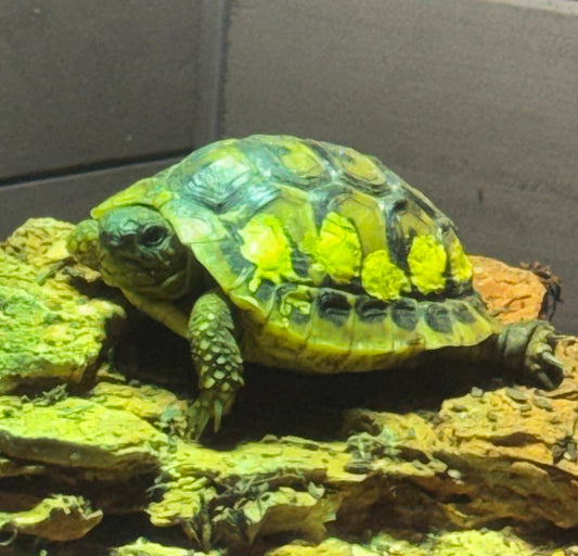 Griechische landschildkröte NZ2025 zu verkaufen