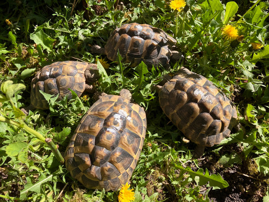 Griechische Landschildkröten (testudo hermanni) NZ 2019/2020 abzugeben.