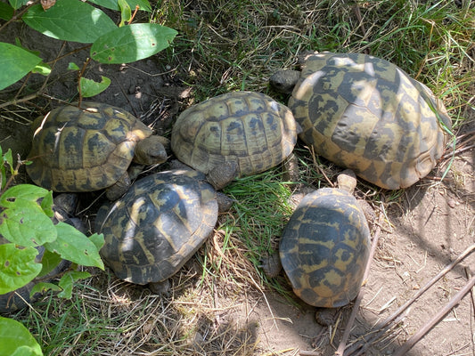 Landschildkröten aus Nachlass