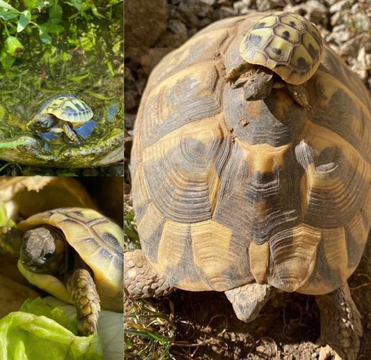 Baby-Schildkröten (2024+2025)