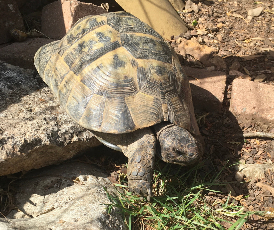Maurische Landschildkröte testudo graeca