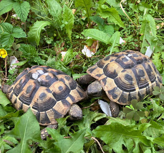 Griechische Landschildkröten Testudo hermanni NZ 2020