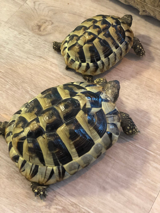 Griech.Landschildkröte weiblich