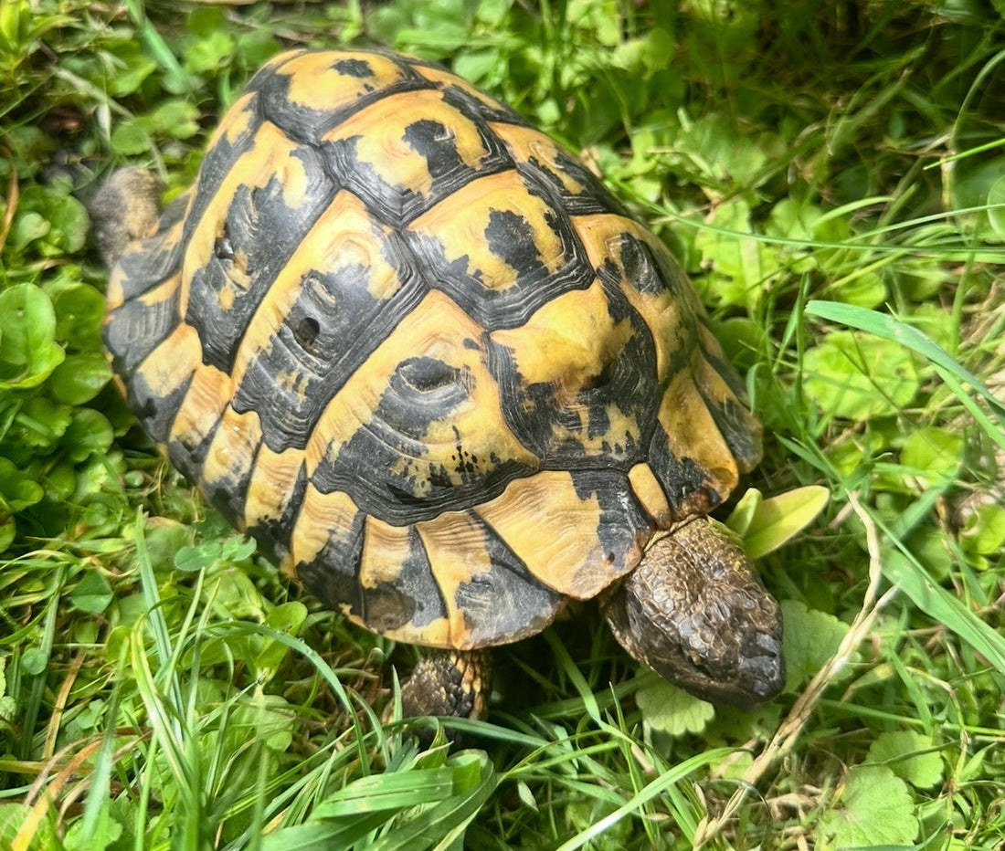 Griechische Landschildkröte NZ 2005 zu verkaufen