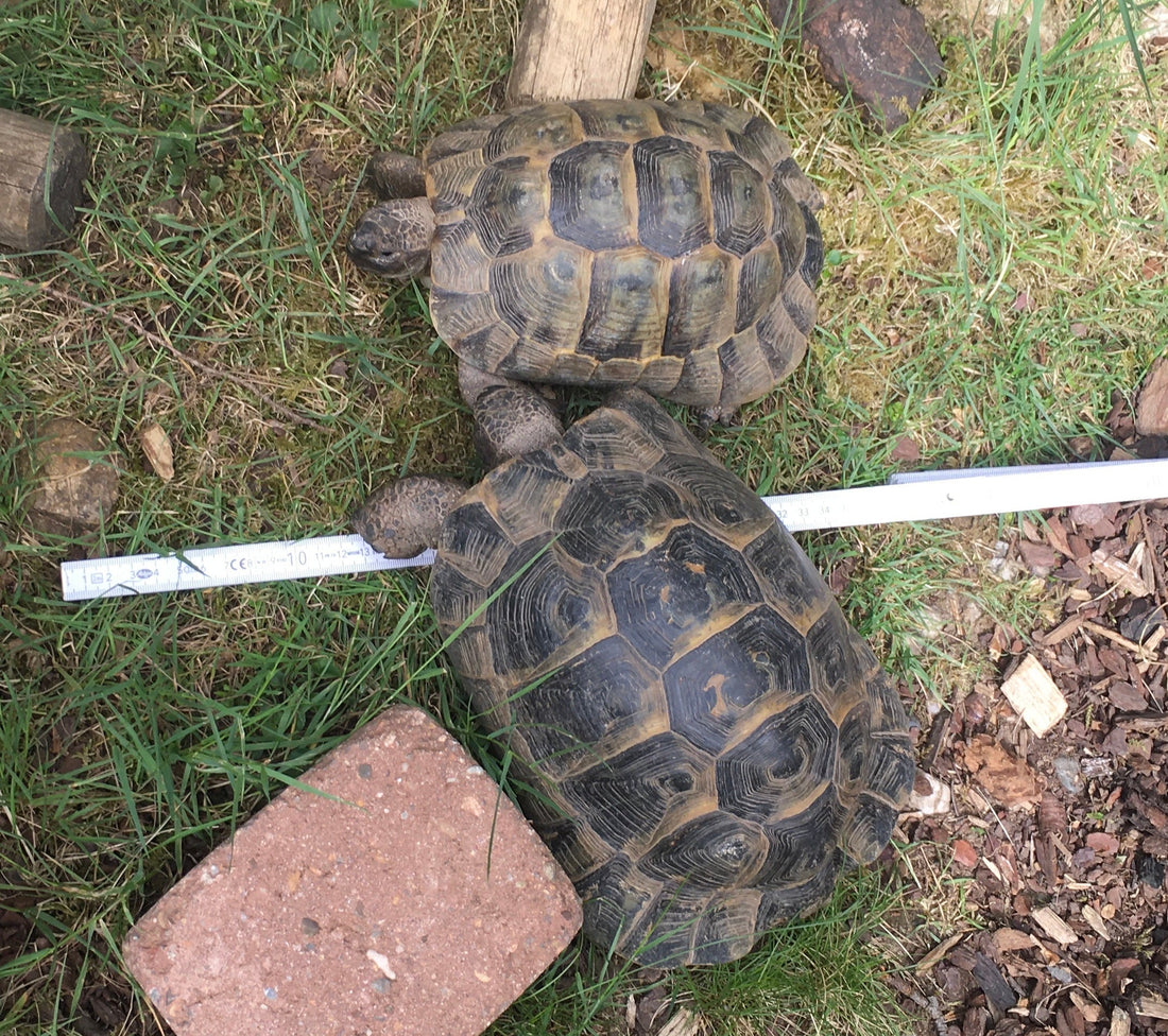 2 Landschildkröten testudo graeca