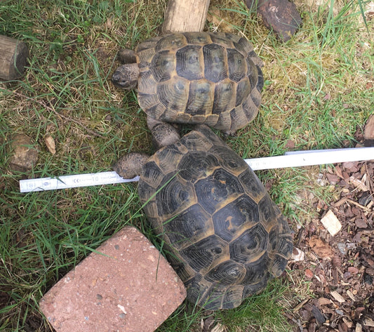 2 Landschildkröten testudo graeca