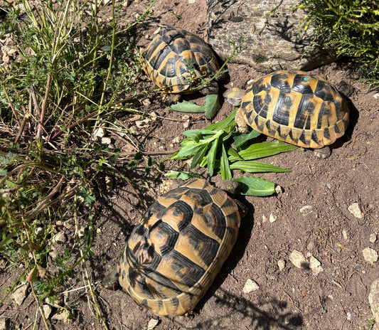 Griechische Landschildkröte zu verschenken