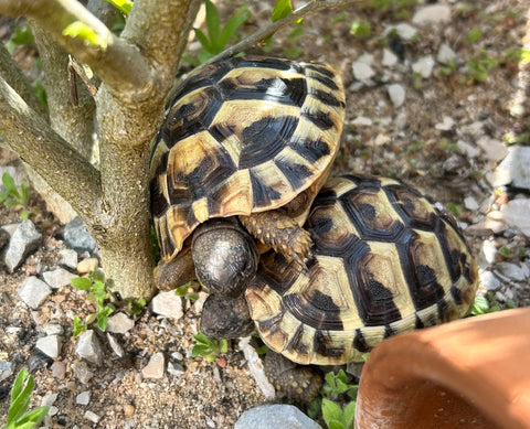 Griechische Landschildkröten Schlüpflinge aus 2023