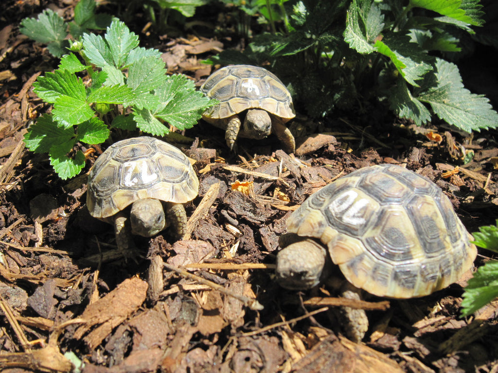 Griechische Landschildkröten NZ2023 zu verkaufen