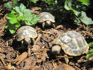 Griechische Landschildkröten NZ2023 zu verkaufen