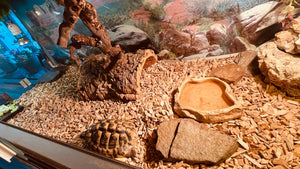 Griechische Landschildkröte „Dude“ mit Terrarium in 09481 zu verkaufen