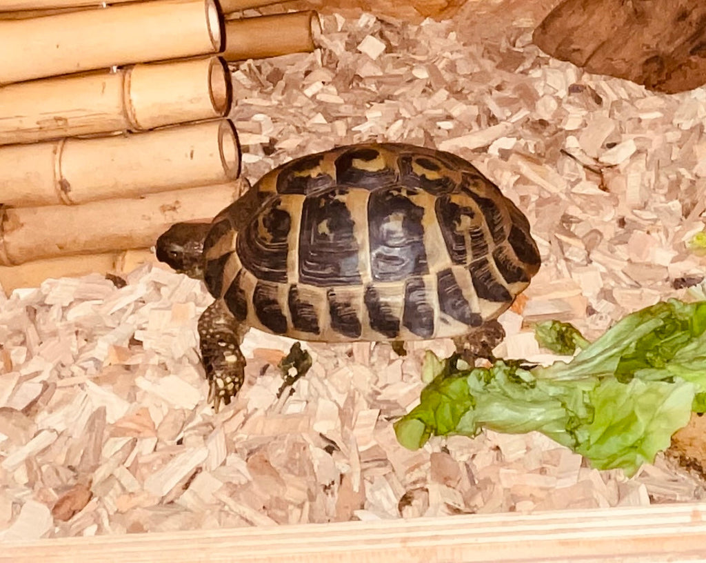 Griechische Landschildkröten „Paul und Paula“- eierlegend in 09481 zu Verkaufen