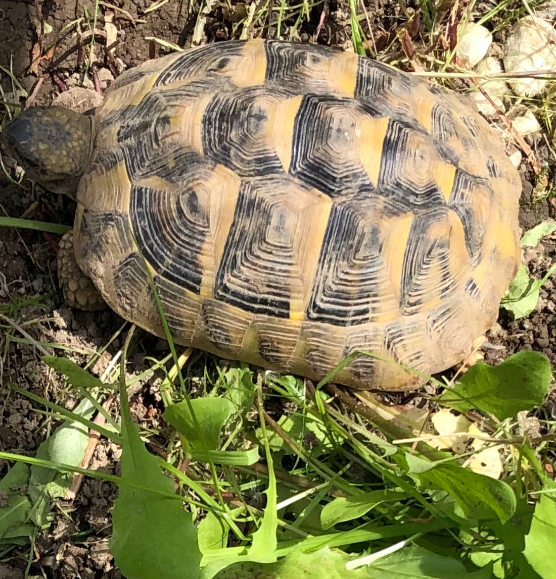 Griechische Landschildkröte abzugeben