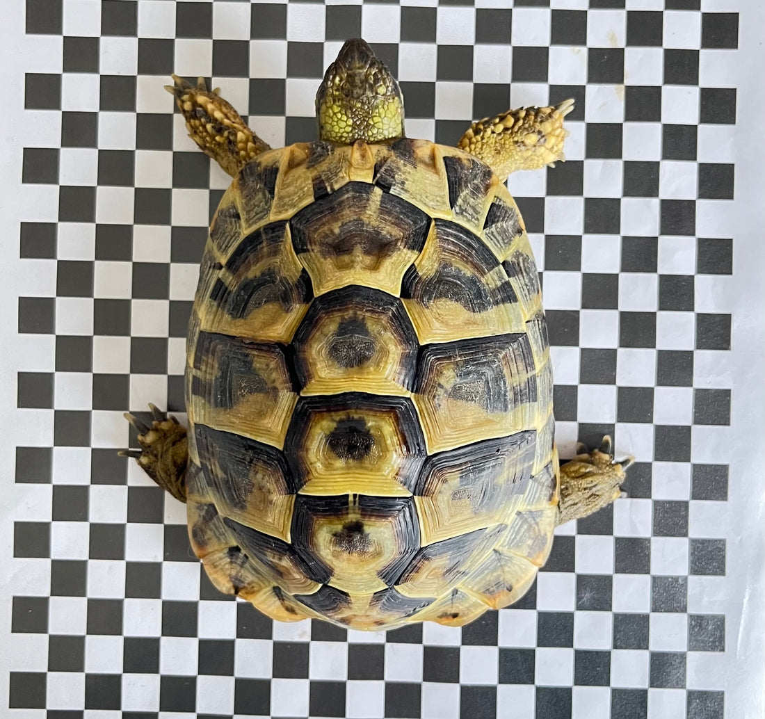 Griechische Landschildkröte THB