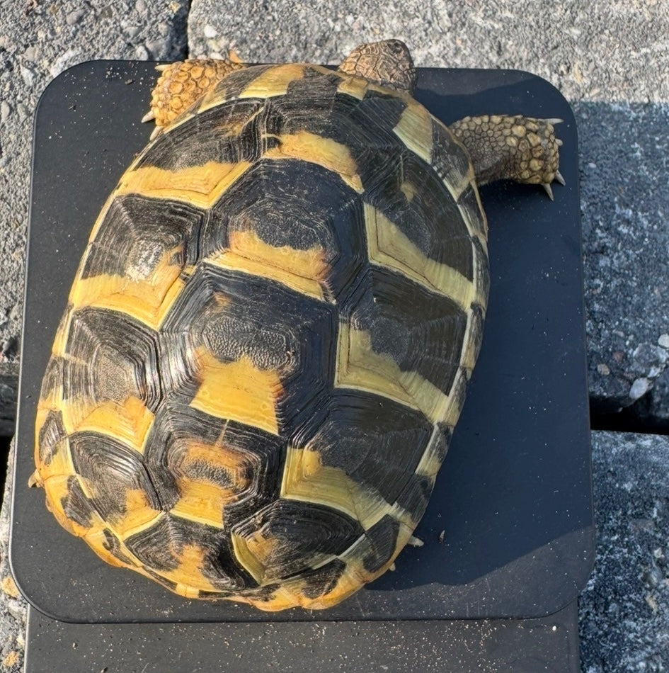 Wunderschöne Griechische Landschildkröte THB männlich abzugeben
